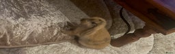 Mini Lop rabbits for sale: Male Mini Lop For Sale - Advert 22