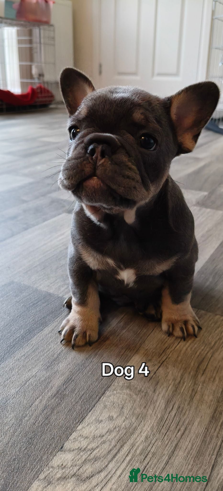 French Bulldog dogs French bulldogs puppies for sale,KC registered  - Advert 8