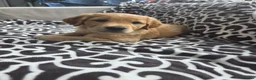 Golden Retriever dogs for sale:  *FOX RED KC REG GOLDEN RETRIEVER PUPS* - Advert 13