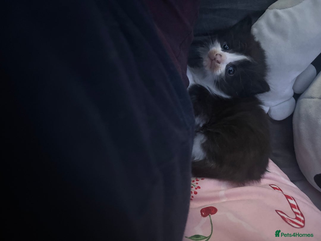 British Longhair cats for sale: Kittens need gone (available to leave in 2 weeks) - Advert 2