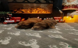 Miniature Dachshund dogs for sale: Miniature long haired daschunds  - Advert 6