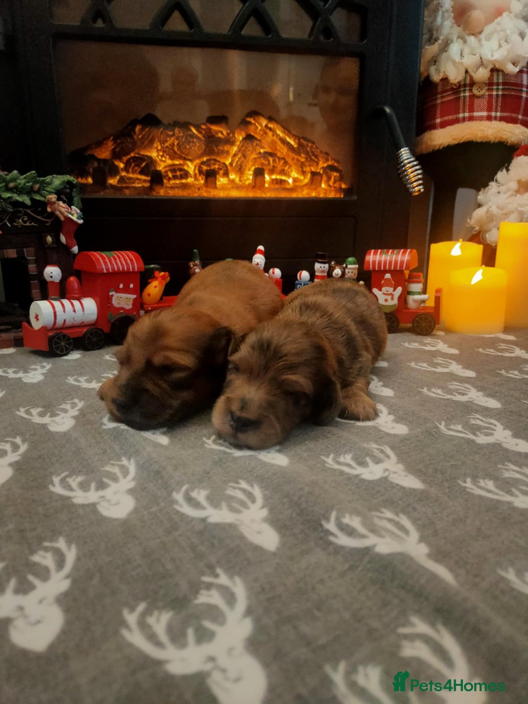 Miniature Dachshund dogs for sale: Miniature long haired daschunds  - Advert 6