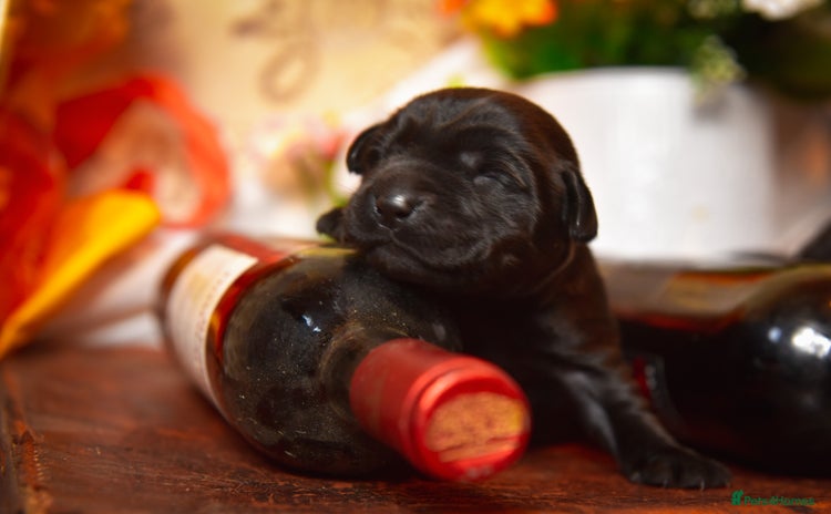 Labrador Retriever dogs - Advert 1