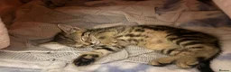 Mixed Breed cats for sale: Female mixed breed  - Advert 3