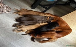 Sprocker dogs for sale: Truly Special Litter of Sprockers - Image 2