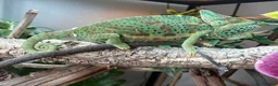 Chameleon reptiles for sale: Yemen Chameleon Babies ✅ 🦎 in Dunmow - Advert 15
