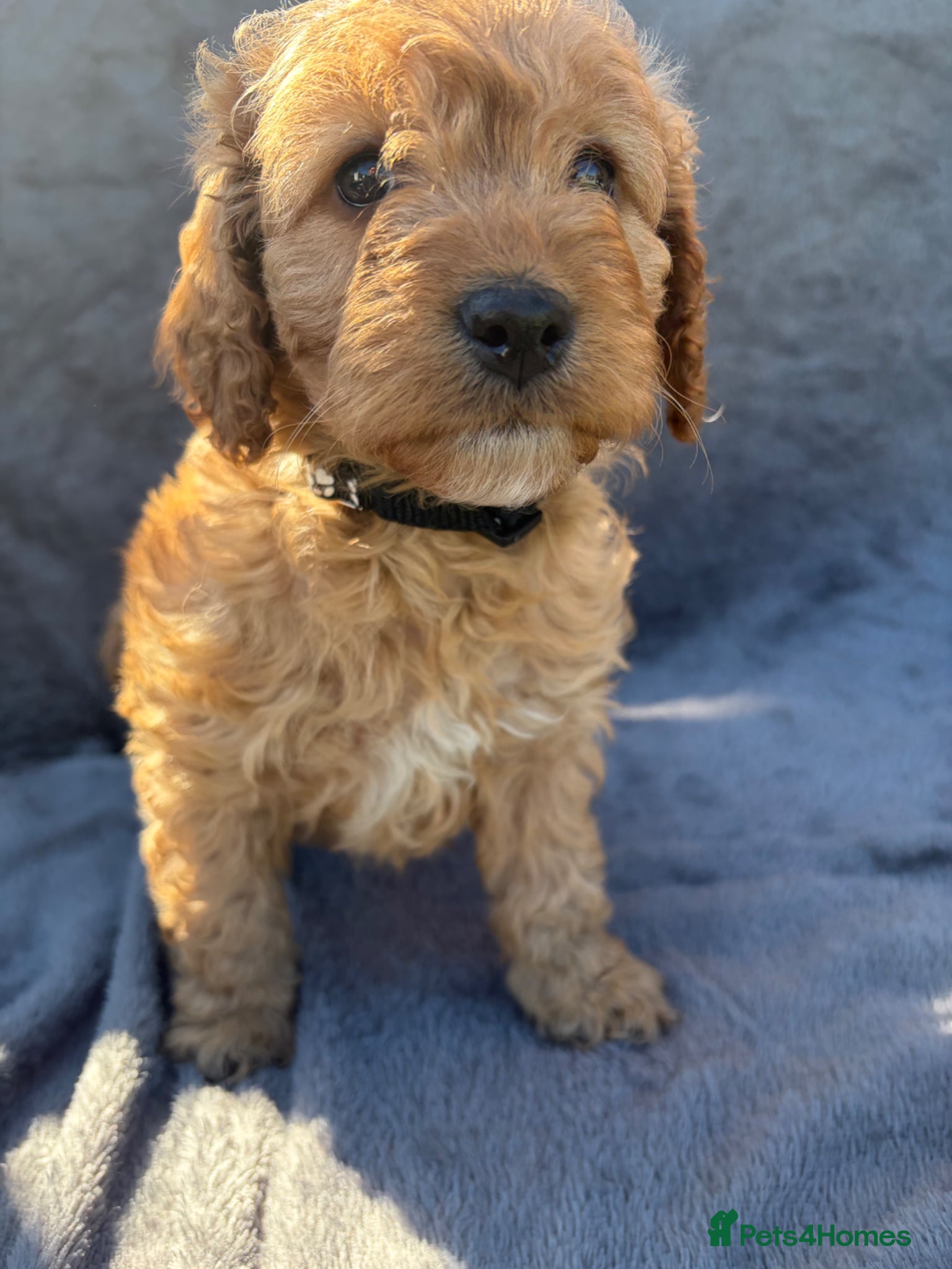 Cockapoo dogs 🐾 BEAUTIFUL F1 COCKERPOOS 🐾 - Advert 1