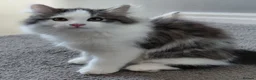 Siberian cats for sale: GCCF siberian brown tabby & white male kitten  - Advert 6