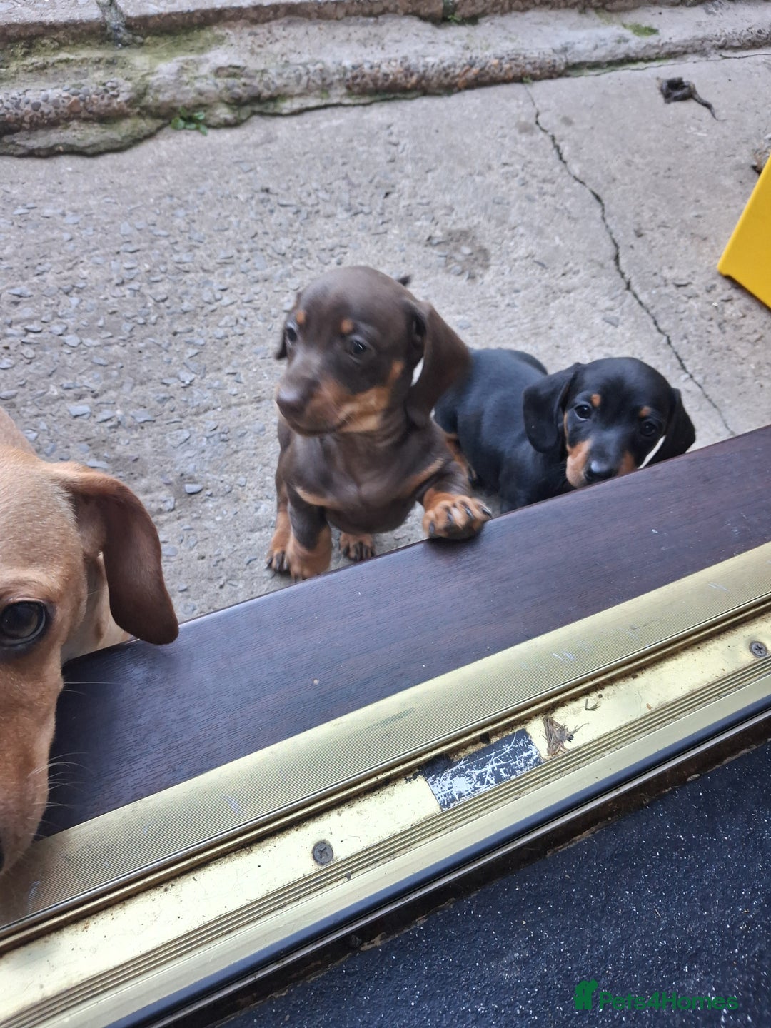 Dachshund dogs for sale: Dachshund puppies ready to leave  - Image 5