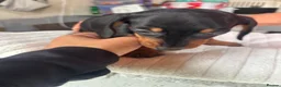 Dachshund dogs for sale: Dachshund puppies - Advert 8