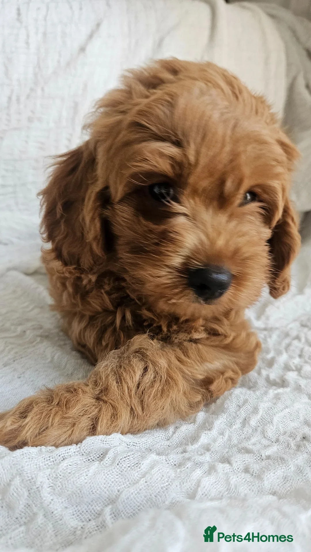 Mini Goldendoodle dogs for sale: Toy Goldendoodle Pups✨READY TO GO TO FOREVER HOMES - Advert 2