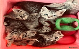 Brazilian Shorthair cats for sale: Silver tipped BSH - Image 6