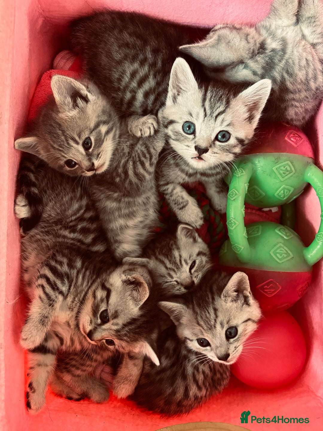 Brazilian Shorthair cats for sale: Silver tipped BSH - Image 6