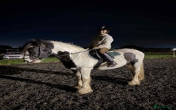 Irish Cob horses for sale: Stunning Piebald Cob Gelding 15hh/ recently backed - Advert 3