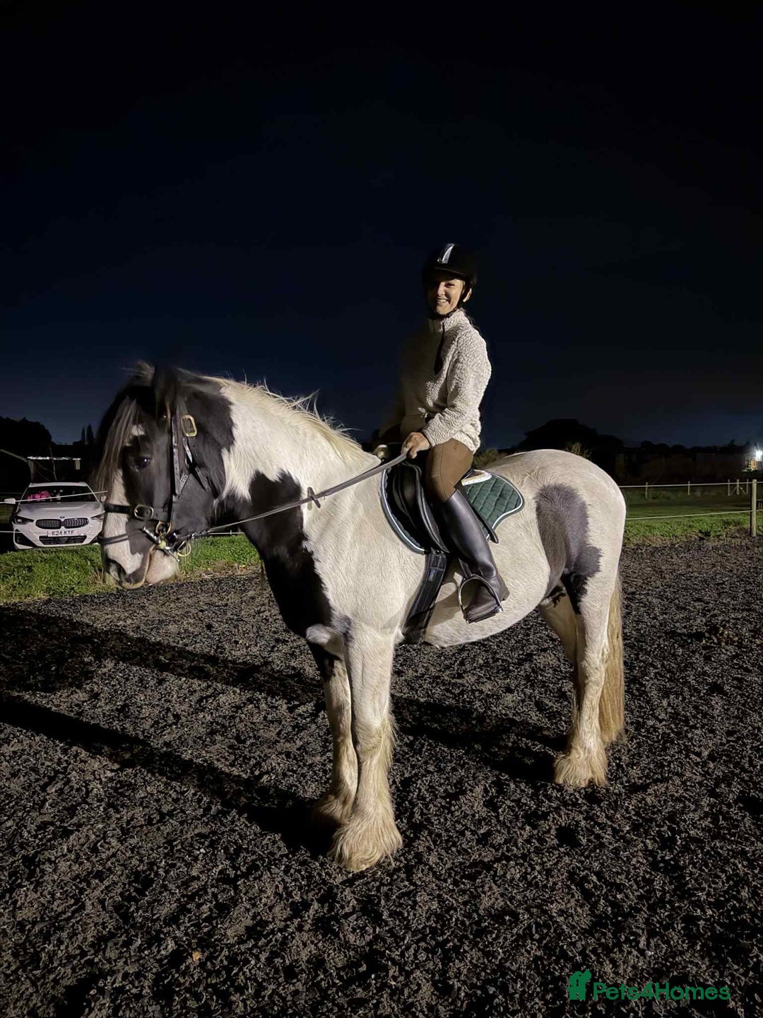 Irish Cob horses for sale: Stunning Piebald Cob Gelding 15hh/ recently backed - Advert 3