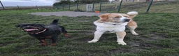 Central Asian Shepherd dogs for sale: Central Asian Shepard - Advert 13