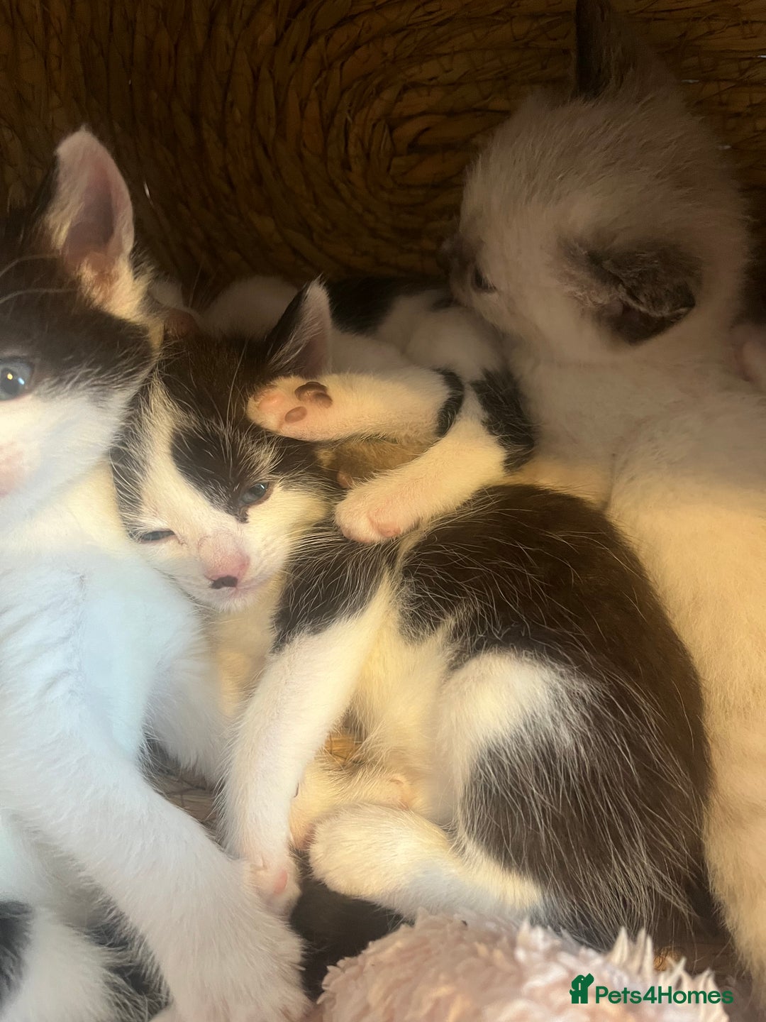 Ragdoll cats for sale: Half rag doll kitten   - Image 1