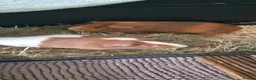 Guinea Pig rodents for sale: Pair of bonded male guinea pigs in Sheffield - Advert 1