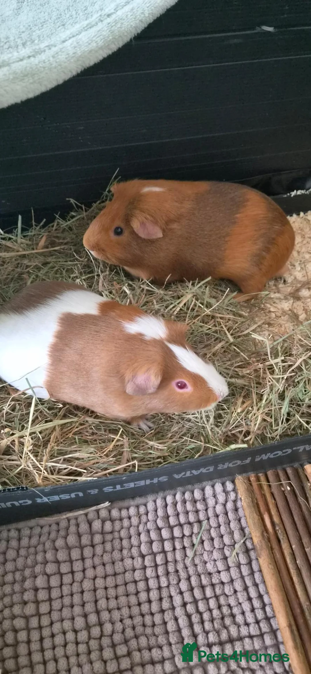 Guinea Pig rodents for sale: Pair of bonded male guinea pigs in Sheffield - Advert 1