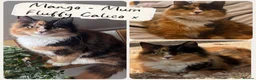 Mixed Breed cats for sale: 4 Stunning Friendly Fluffy Kittens x Ragdoll in Stoke-on-Trent - Advert 3
