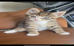 Mixed Breed cats for sale: Tabby kitten  - Image 1