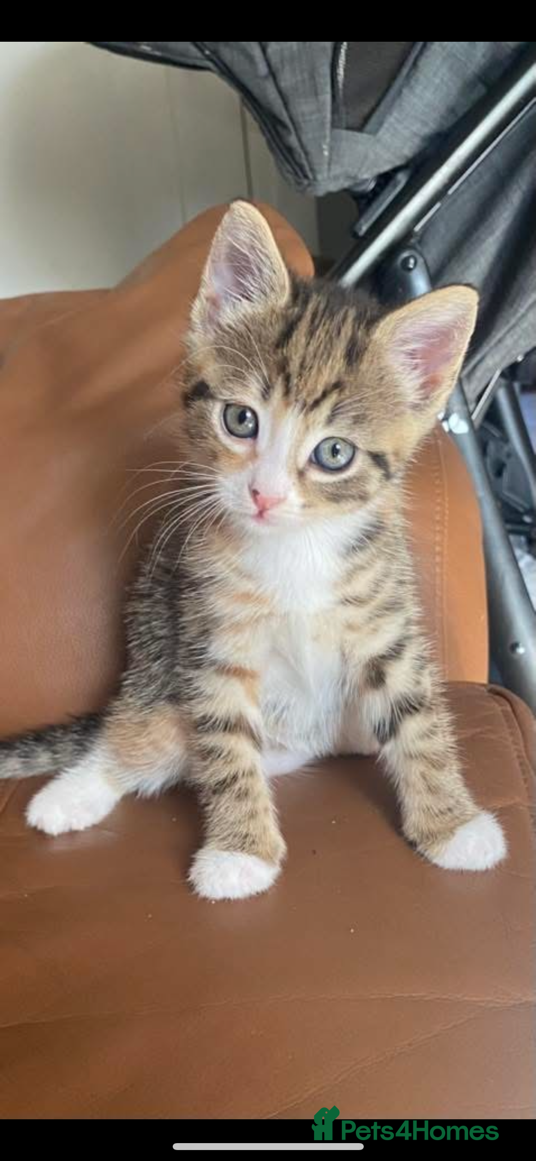 Mixed Breed cats for sale: Tabby kitten  - Image 1