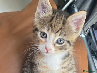 Mixed Breed cats - Advert 1