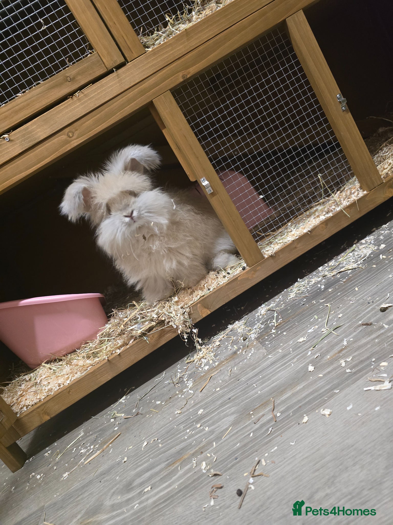 Mixed Breed rabbits Mixed Breed Rabbits - Advert 1