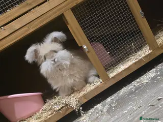 Mixed Breed rabbits Mixed Breed Rabbits - Advert 1