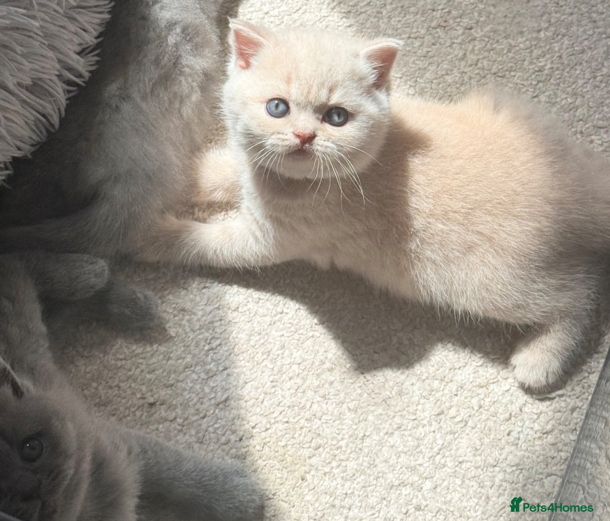 British Shorthair cats British Shorthair kittens 🩶 - Advert 2