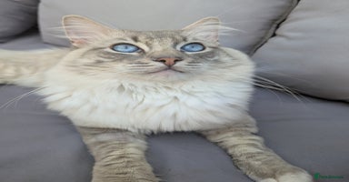 Ragdoll cats - Advert 1