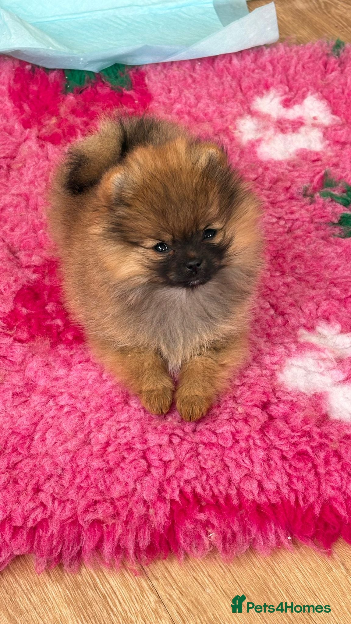 Pomeranian dogs for sale: 1 pom girl available  - Advert 1