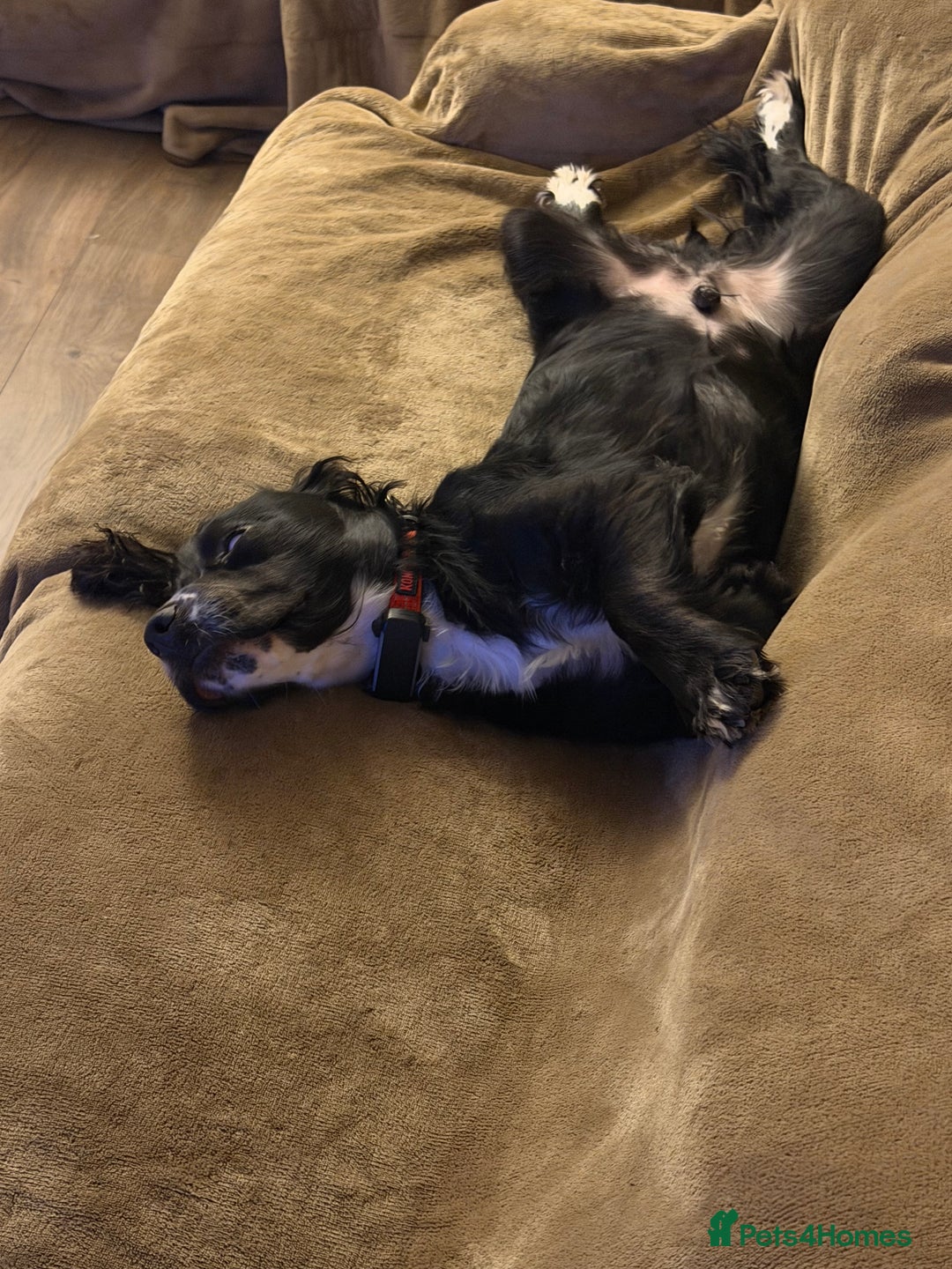 Cocker Spaniel dogs for sale: 1 year old male Cocker Spaniel.  - Image 3