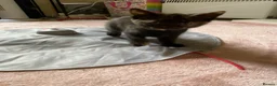 Domestic Shorthair cats for sale: Three kittens for sale  in Heywood - Advert 14