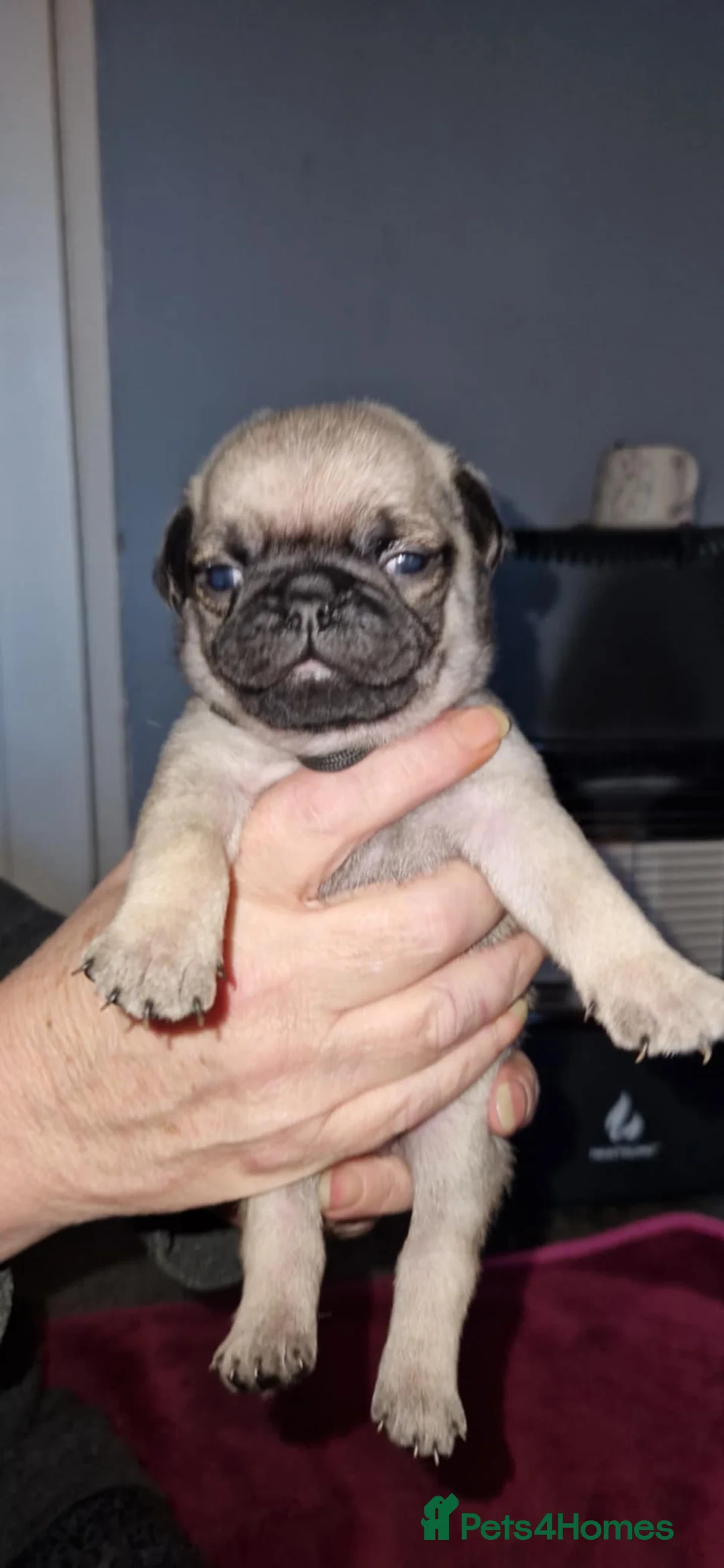 Pug dogs for sale: kc reg pug babies. - Advert 2