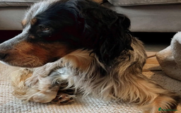 English Setter dogs for adoption: Lister (now Albie) - Image 5