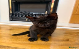 Mixed Breed cats for sale: 2 Tabby boy  - Image 12