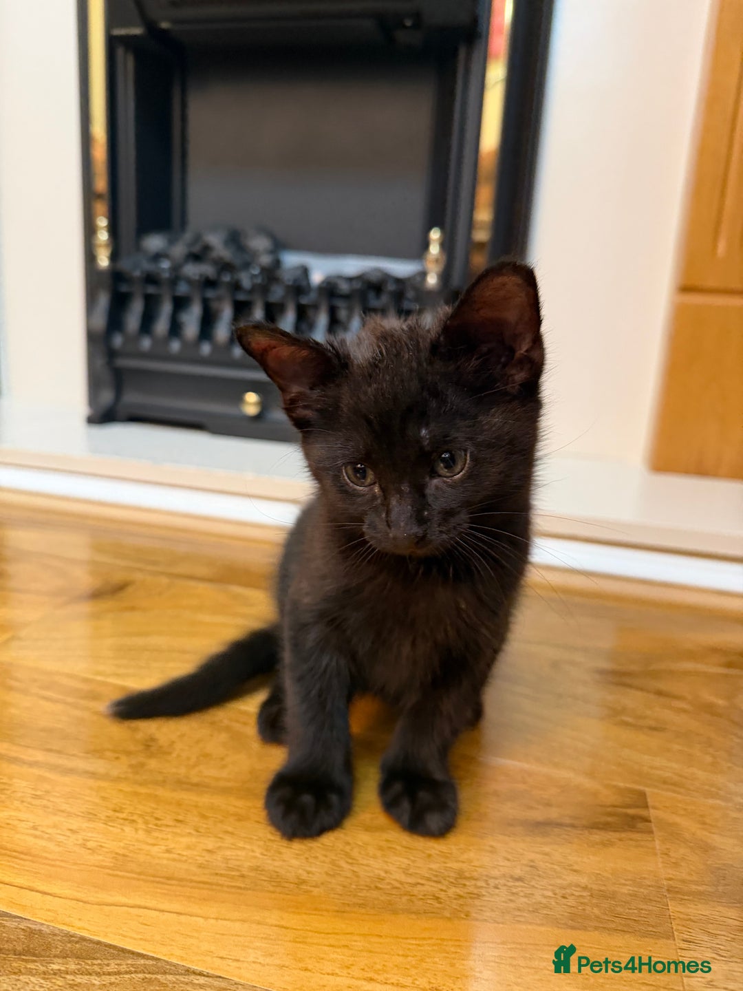 Mixed Breed cats for sale: 2 Tabby boy  - Image 12