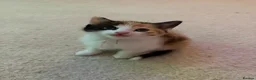 Mixed Breed cats for sale: 3 months old female kitten  - Advert 4