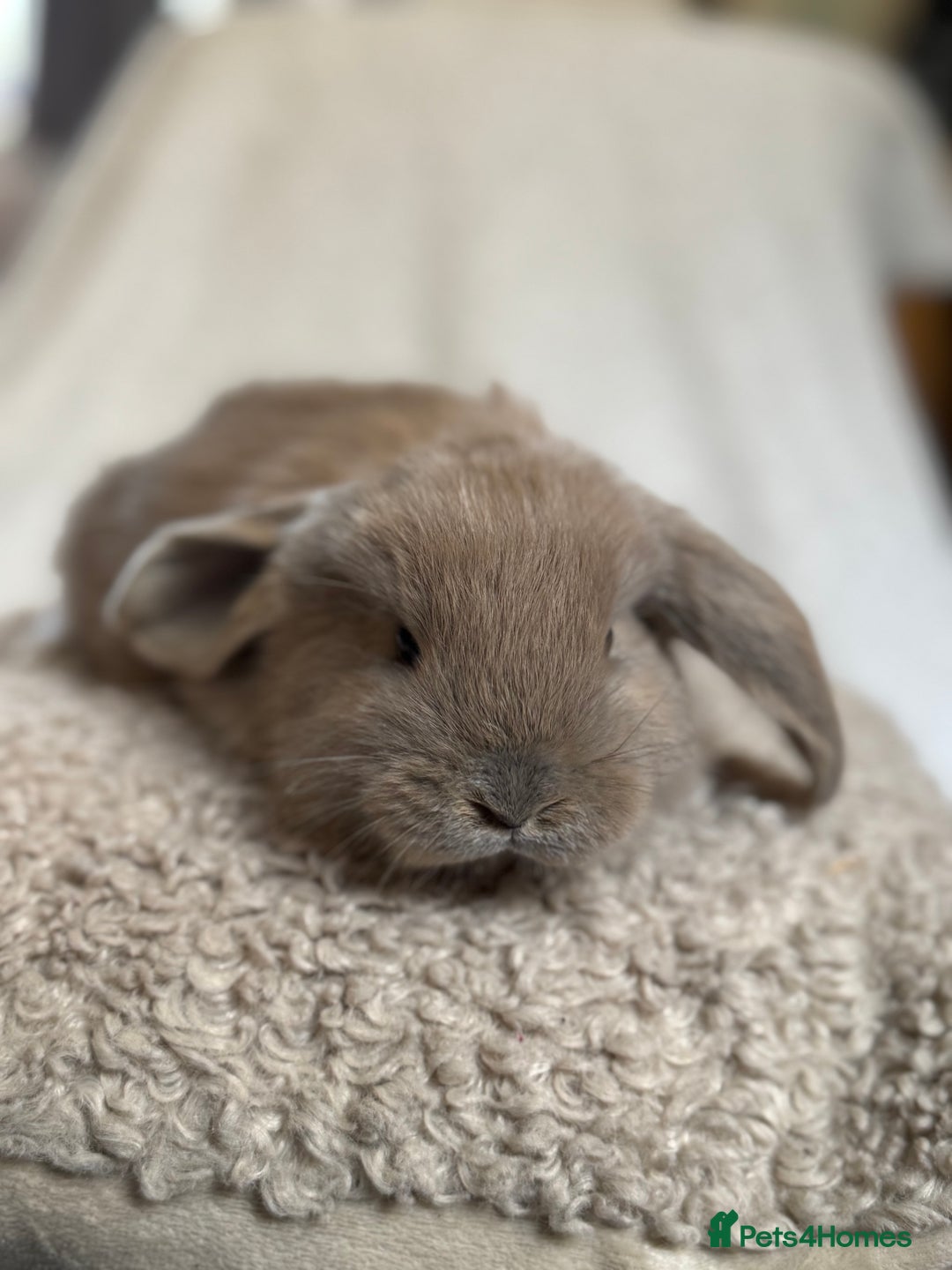 French Lop rabbits for sale: ❤️ Hand Raised French Lop Babies - Advert 3