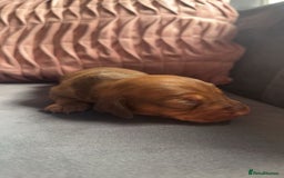 Miniature Dachshund dogs for sale: 3 gorgeous miniature daschunds - Image 4