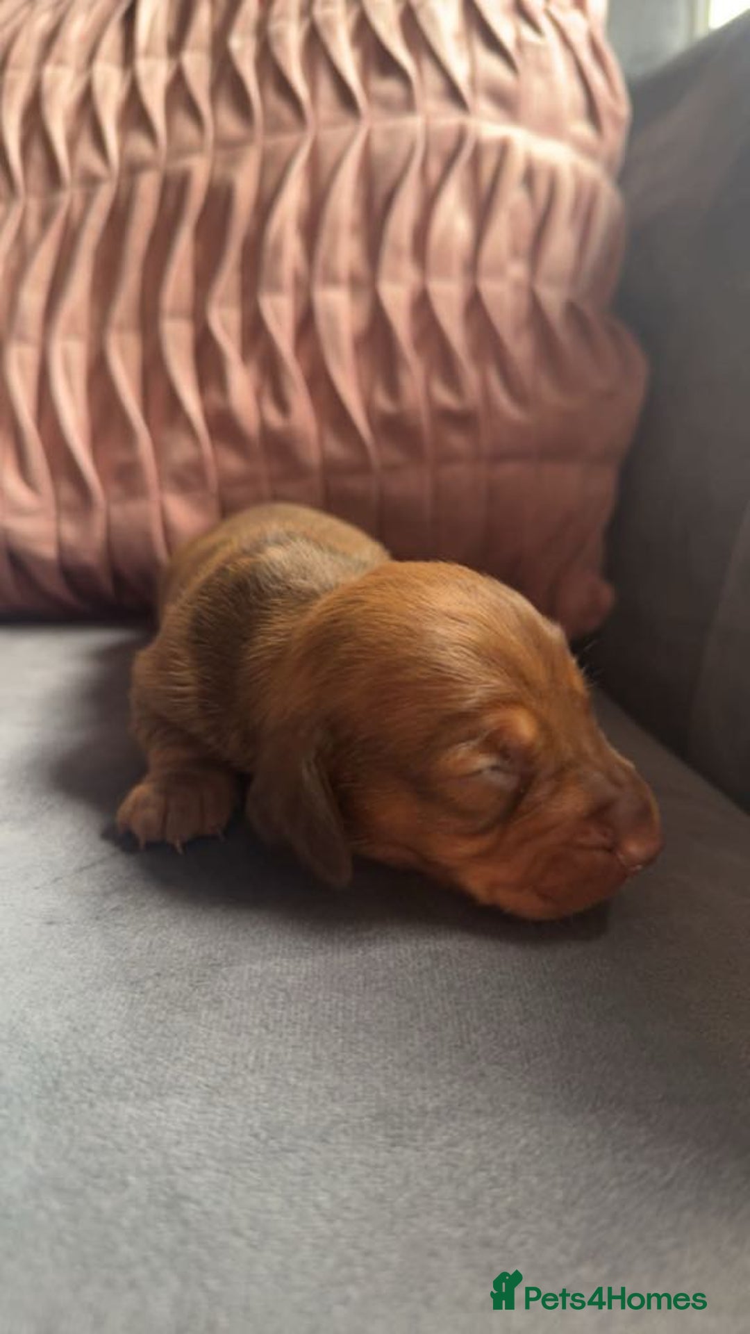 Miniature Dachshund dogs for sale: 3 gorgeous miniature daschunds - Image 4