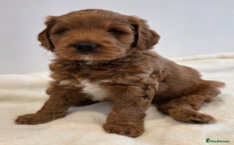 Australian Labradoodle dogs - Advert 1