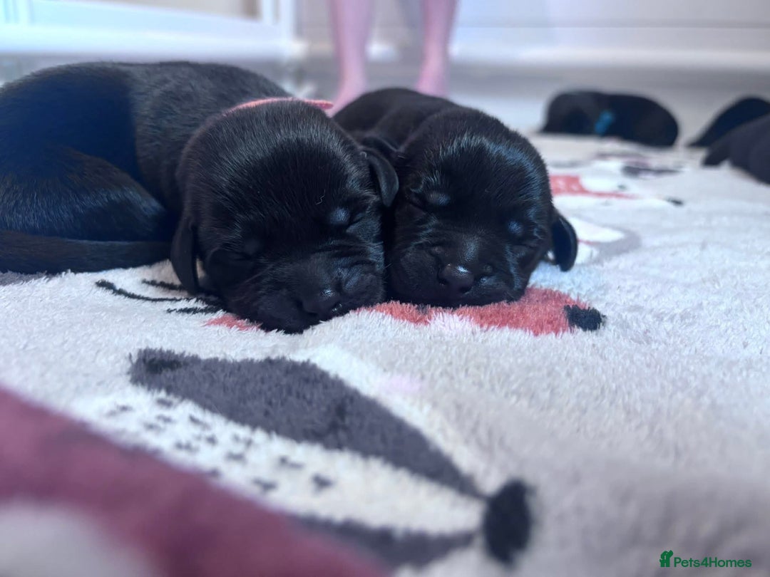 Labrador Retriever dogs for sale: Beautiful pedigree labrador puppies  - Image 25