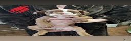 Olde English Bulldogge dogs for sale:  old time English bulldog puppies for sale!!! - Advert 4