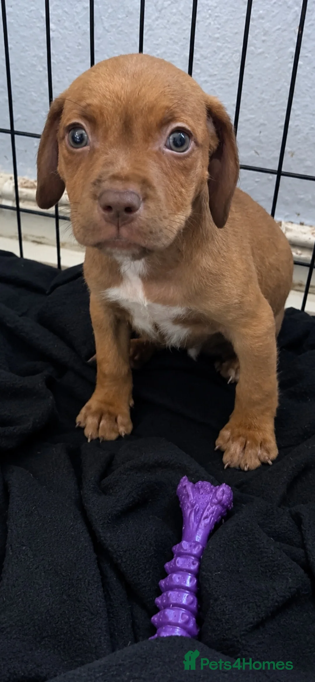 Mixed Breed dogs for sale: Staffy X Vizla pups - Advert 2
