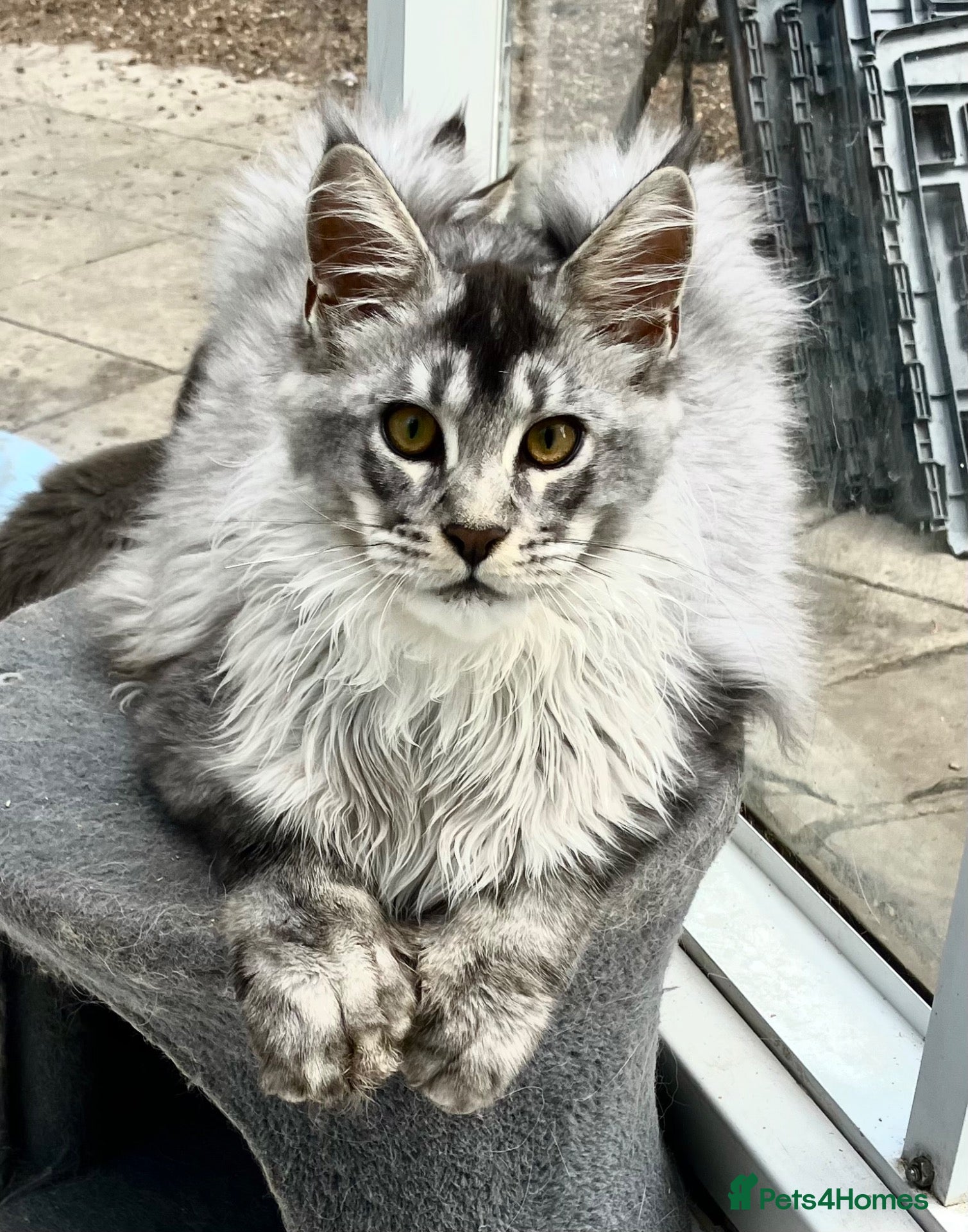Maine Coon cats POLYDACTYL MAINE COON KITTENS - Advert 1