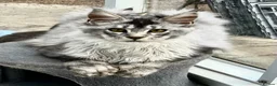 Maine Coon cats for sale: POLYDACTYL MAINE COON KITTENS - Advert 7