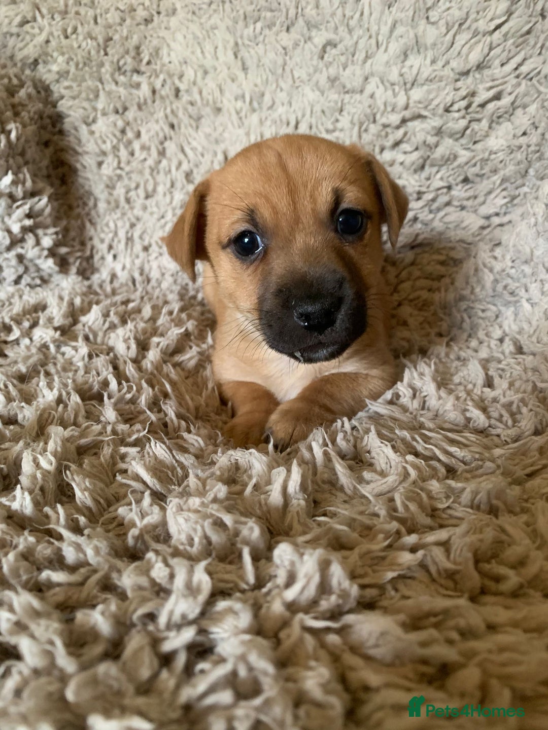 Jack Russell dogs for sale: Exceptional litter of miniature Jack RussellS - Image 21