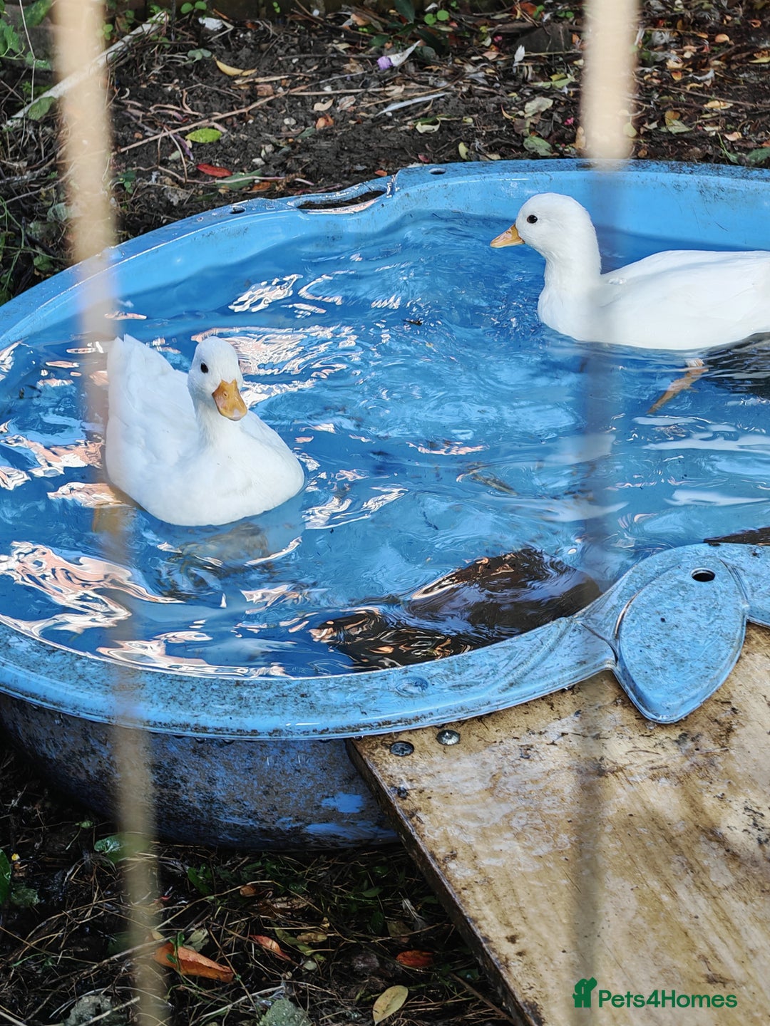 Chickens poultry for sale: Mixed flock ducks, chickens geese - Advert 4